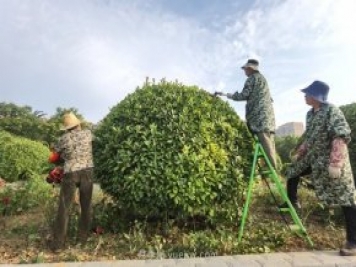 南陽綠地：修剪綠植 提升“顏值”