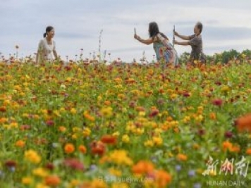 永州道縣悅游花海 百日菊進入盛花期