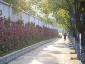 浙江德清：月季花墻扮靚城市