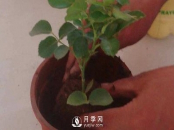 月季之鄉(xiāng)種植基地的月季裸根苗怎么種才能長得好?