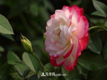 月季常見(jiàn)的病蟲(chóng)害問(wèn)題！月季這么養(yǎng)，芬芳留給你