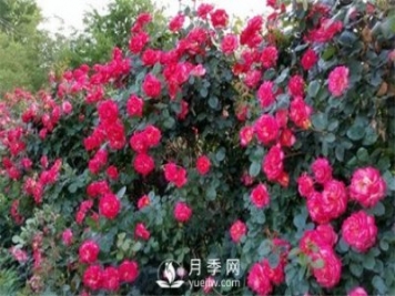 花魂月季品種介紹