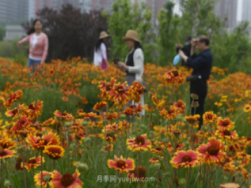 平頂山區(qū)湛南路花海大道上月季繁花似錦