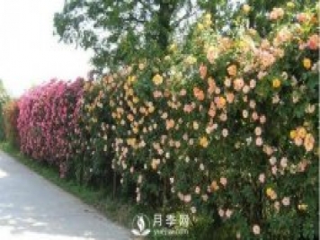 做花墻除了藤本月季花墻，還有這4種花