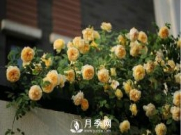 想月季四季開花？陽臺栽培技術(shù)必看不可