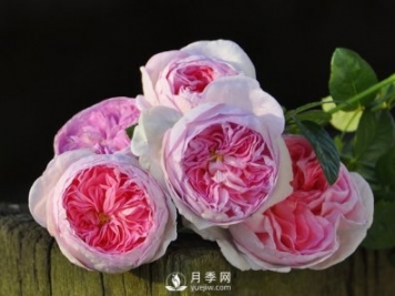 月季、薔薇開花還“結(jié)果”，微型月季盆栽放陽臺，1年開花300天