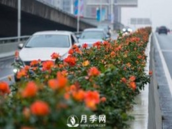 月季花期可調(diào)控，看武漢10月中旬月季花艷麗開放