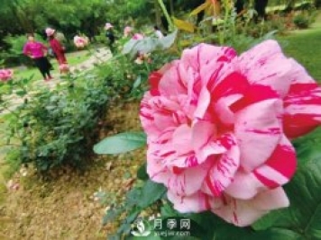 南湖公園1.7萬株月季花美麗綻放