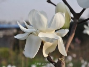 家庭玉蘭花養(yǎng)殖技術(shù)