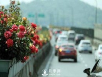 連日陰雨，杭州高架花廊的月季能如期盛開嗎？4月中旬盛開