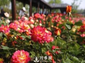 自己動手學(xué)月季花剪枝，一步一步修，新手也能做得好