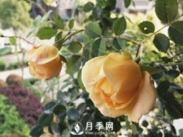 黃金慶典，艾莎，陽(yáng)臺(tái)黨必入月季品種，大美花型和香味