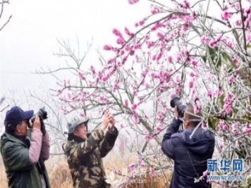 云南彌勒：冰凌桃花美如畫