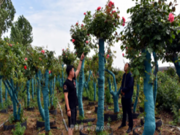 古樁月季繁花似錦，美麗經(jīng)濟花開鎮(zhèn)平