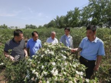 唐河唐梔子，地標農(nóng)產(chǎn)品成農(nóng)民增收致富的朝陽產(chǎn)業(yè)