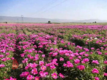 朔州朔城區(qū)：千畝芍藥競(jìng)相開(kāi) 繁花似錦邀你來(lái)