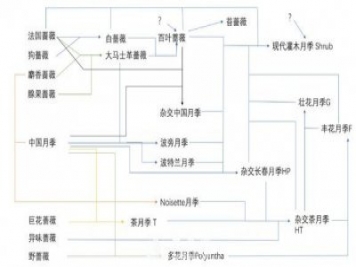 月季育種歷史圖譜