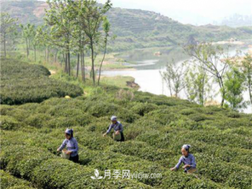 南陽桐柏：科技助力茶鄉(xiāng)再添茶香