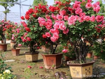 ?樹(shù)狀月季春季花后修剪攻略，復(fù)花靠剪