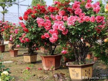 因為這二點，一些花友棄養(yǎng)月季花