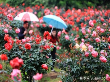 三明沙縣瑯口玫瑰花開惹人醉