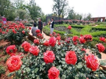 昆明大觀公園南園月季花進入盛花期