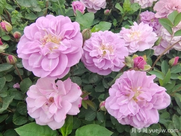 適合陽臺(tái)的藍(lán)色陰雨小型藤本月季，陽臺(tái)變花墻