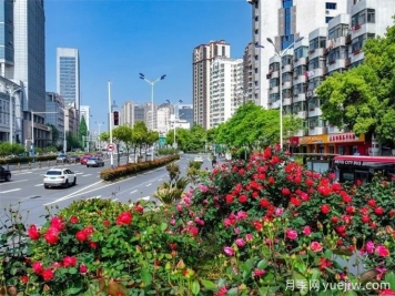 合肥樹狀月季大道，大朵月季扮靚城市風(fēng)景