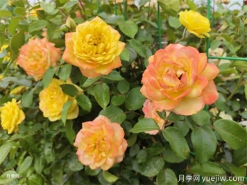 看古代人的養(yǎng)花真經(jīng)，現(xiàn)在依然管用