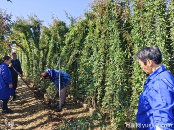 想讓藤本月季快速開滿墻，秋季應(yīng)該如何做？