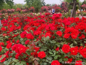 月季名園：上海顧村公園月季主題花園