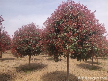 推薦20種彩葉樹(shù)種，用于園林綠化造景