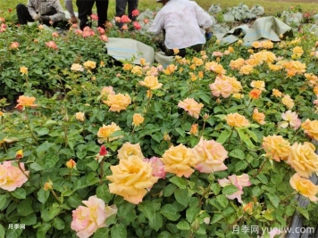 如何搭配花卉和地被植物來(lái)營(yíng)造豐富的景觀效果？