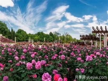 石家莊植物園20萬株月季花開成海