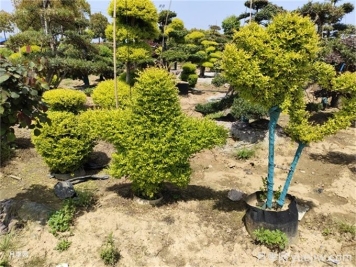 十種觀賞類花境骨架植物