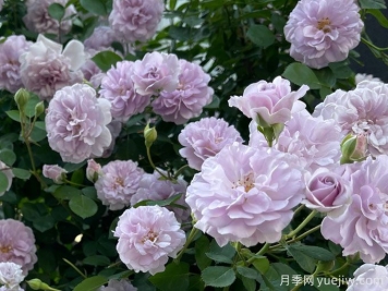 藍色陰雨月季，花量大、長勢快、花色清新