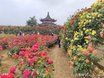 古建園林的特點和常見植物品種配置