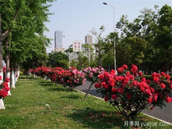 昆明市呈貢區(qū)2500余株樹狀月季齊綻放，街頭處處是風(fēng)景