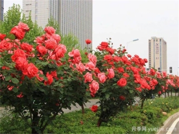 合肥樹狀月季花爆火！真相沒你想得那么簡單！