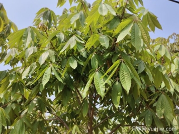 園林植物:  七葉樹(shù)