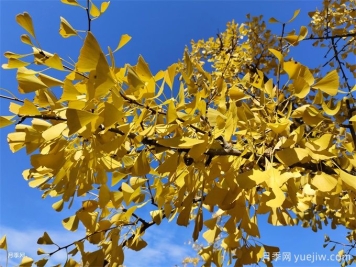 常見86種園林植物的識(shí)別與整形修剪技術(shù)