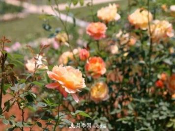 萬(wàn)紫千紅！湖南益陽(yáng)安化“茶鄉(xiāng)花?！痹录臼㈤_