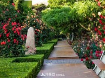 秦皇島適合養(yǎng)月季花，市花和市樹是什么