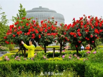 鄭州月季市花文化