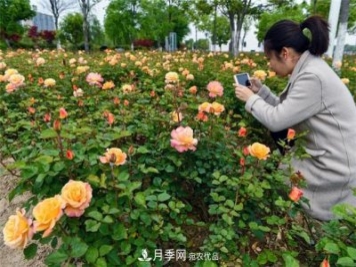 浙江東陽8萬株月季花開城市公園添新景(圖集)