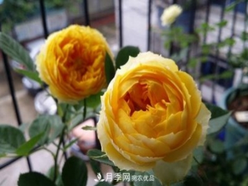 福建露臺養(yǎng)花全過程