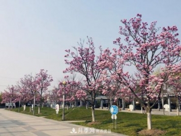 上海閔行有座公園 1357棵品種玉蘭樹(shù)惹人愛(ài)