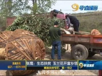 南召縣皇后鄉(xiāng)玉蘭苗木產(chǎn)業(yè)飄香致富路