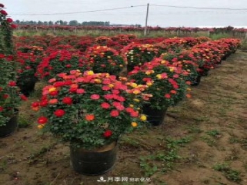 基地直供造型月季花瓶、月季花球、月季花柱批發(fā)價格