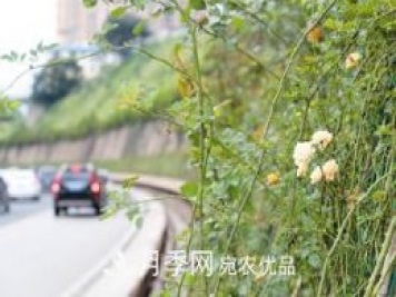 2500米月季花墻扮靚云南昆明二環(huán)北路